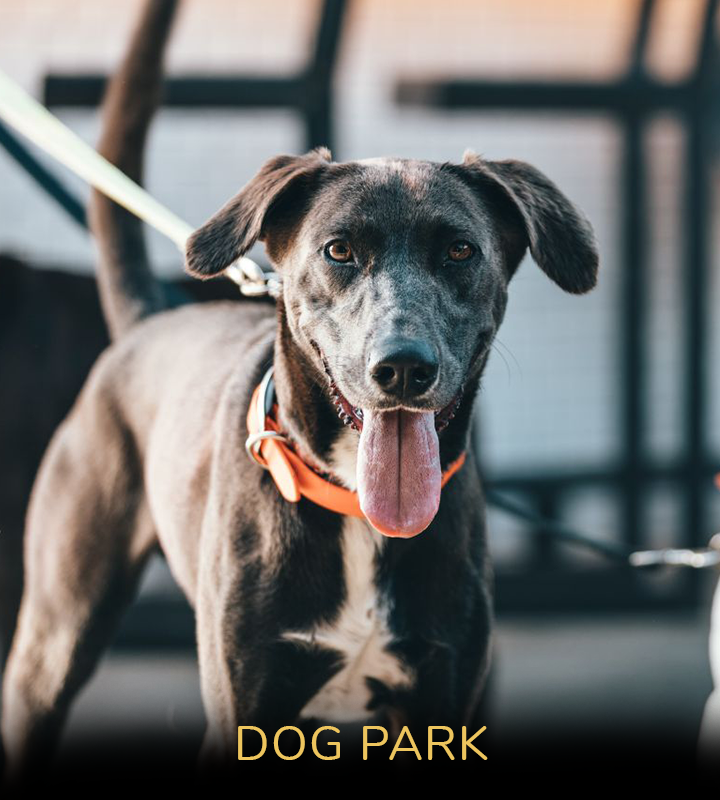 Dog Park